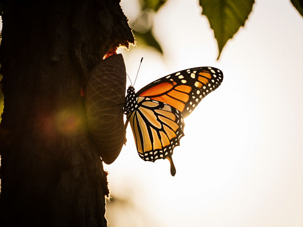 Butterfly emerging from cocoon in morning light representing transformation from separation pain to healing and new beginnings